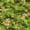 Color 4, variant on Peel and Stick Wallpaper Seamless Camouflage Realistic Moss Bark Textures Wall Mural 23.6in x 9.8ft Self Adhesive Removable Wall Paper Renter Friendly Wallpaper for Farmhouse Bedroom