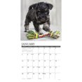 thumbnail image 3 of Willow Creek Press, Just Schnauzer Puppies 2025 Wall Calendar, 3 of 4