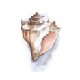 thumbnail image 3 of Harper, Ethan 20x24 Black Modern Framed Museum Art Print Titled - Pastel Shell Collection I, 3 of 5