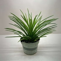 Succulent Agave Twin Flower Live Plant for Indoor | Different Houseplants in 4'' & 6'' Pot | Real House Plant Decor for Living Room, Office, Desk & Bathroom | Agave geminiflora