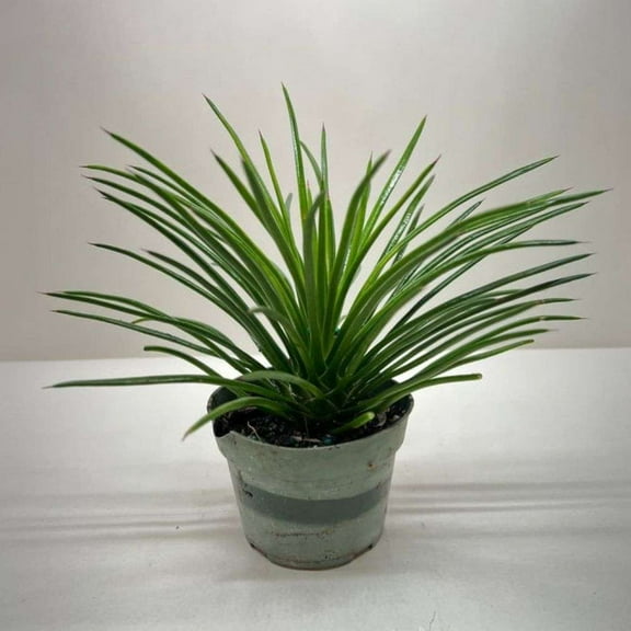 Succulent Agave Twin Flower Live Plant for Indoor | Different Houseplants in 4'' & 6'' Pot | Real House Plant Decor for Living Room, Office, Desk & Bathroom | Agave geminiflora