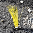 thumbnail image 4 of Presco Marking Whiskers: 1/2 in. x 6 in. (Yellow) [10-pack], 4 of 6