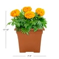 thumbnail image 3 of Expert Gardener 1gal Orange Marigold Live Annual Plant Decorative Pot Sun, 3 of 7