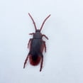 thumbnail image 4 of 10pcs Practical Joke Trick Toys Simulation Cockroach Novelty Gift Lifelike Model, 4 of 10
