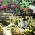 thumbnail image 4 of BEMS-50 Uds Clip de injerto Universal para vegetales vegetales de invernadero, 4 of 5
