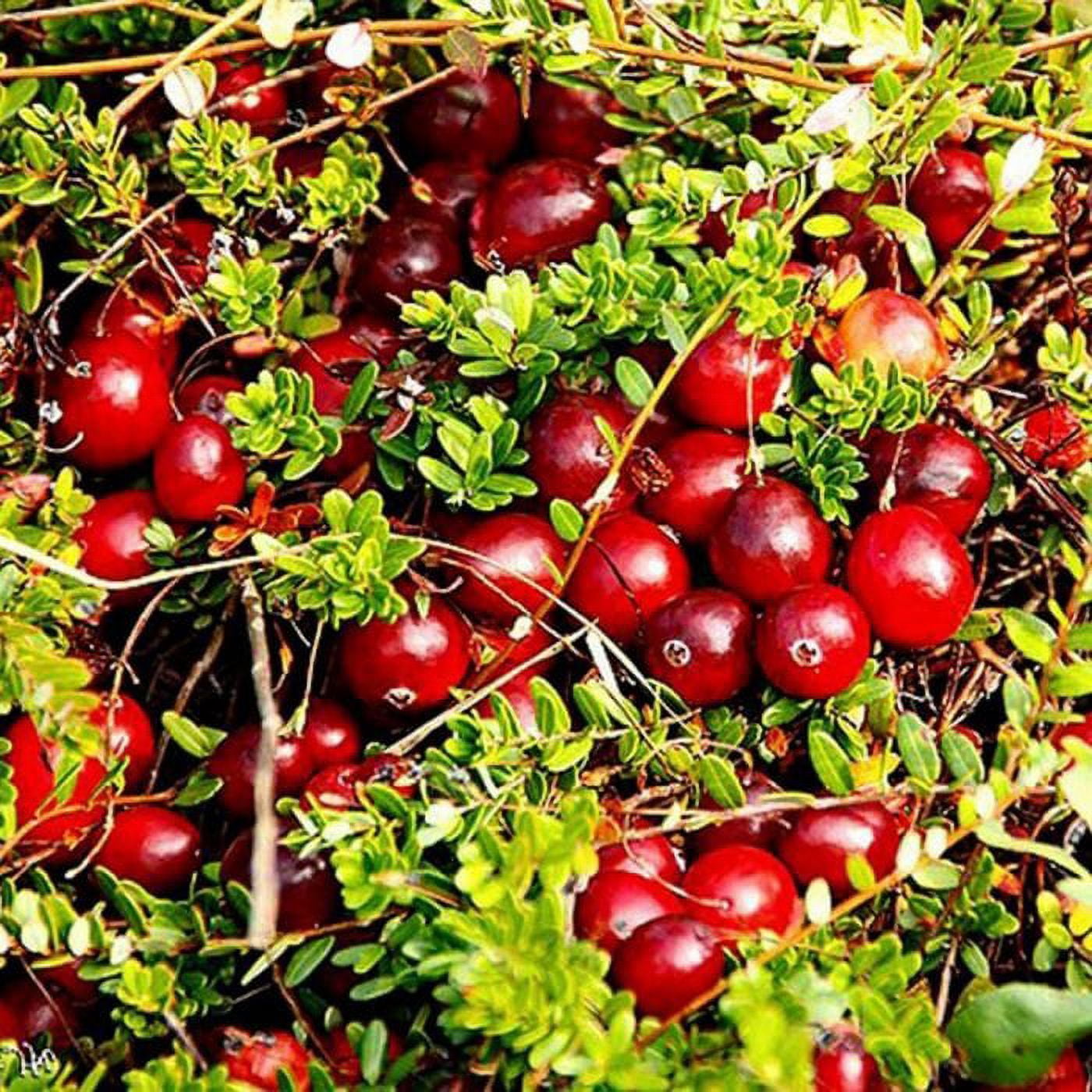 Organic Dried Cranberries, 10 Pounds — Non-GMO, Kosher, Raw, Vegan — by Food to Live