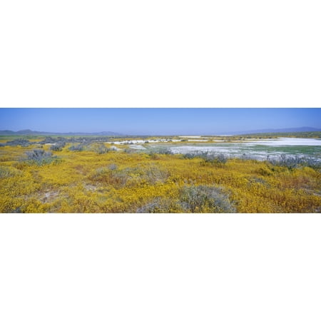 Panoramic view of white salt and desert gold yellow flowers at Soda Lake in Spring Carrizo Plain National Monument San Luis Obispo County California Stretched Canvas - Panoramic Images (27 x (Best View Of Salt Lake)