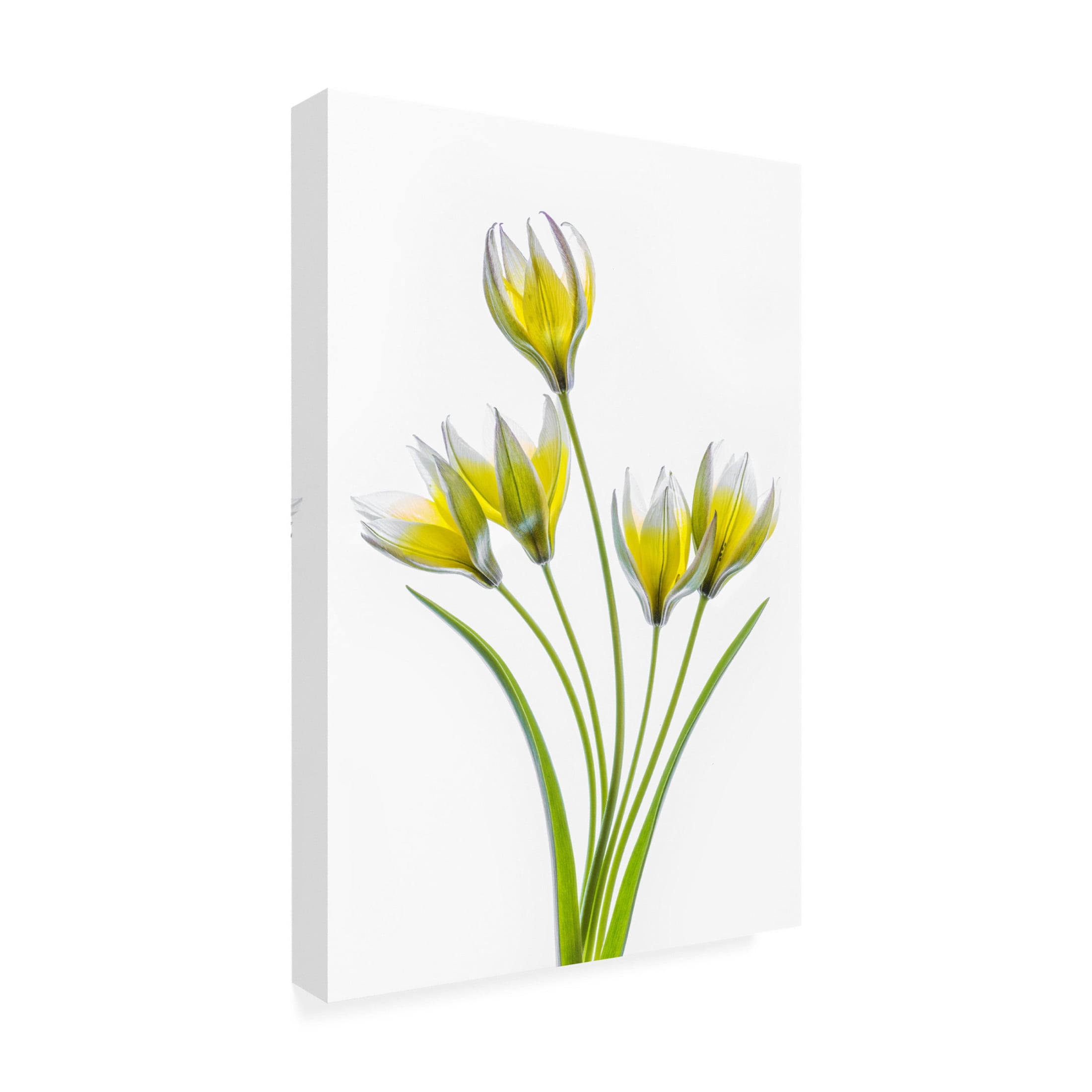 Canvas Wall Art - Mandy Disher 'Tulipa' Wall Art for Living Room, Bedroom, or Office Décor by Trademark Fine Art - 12 x 19 Inches