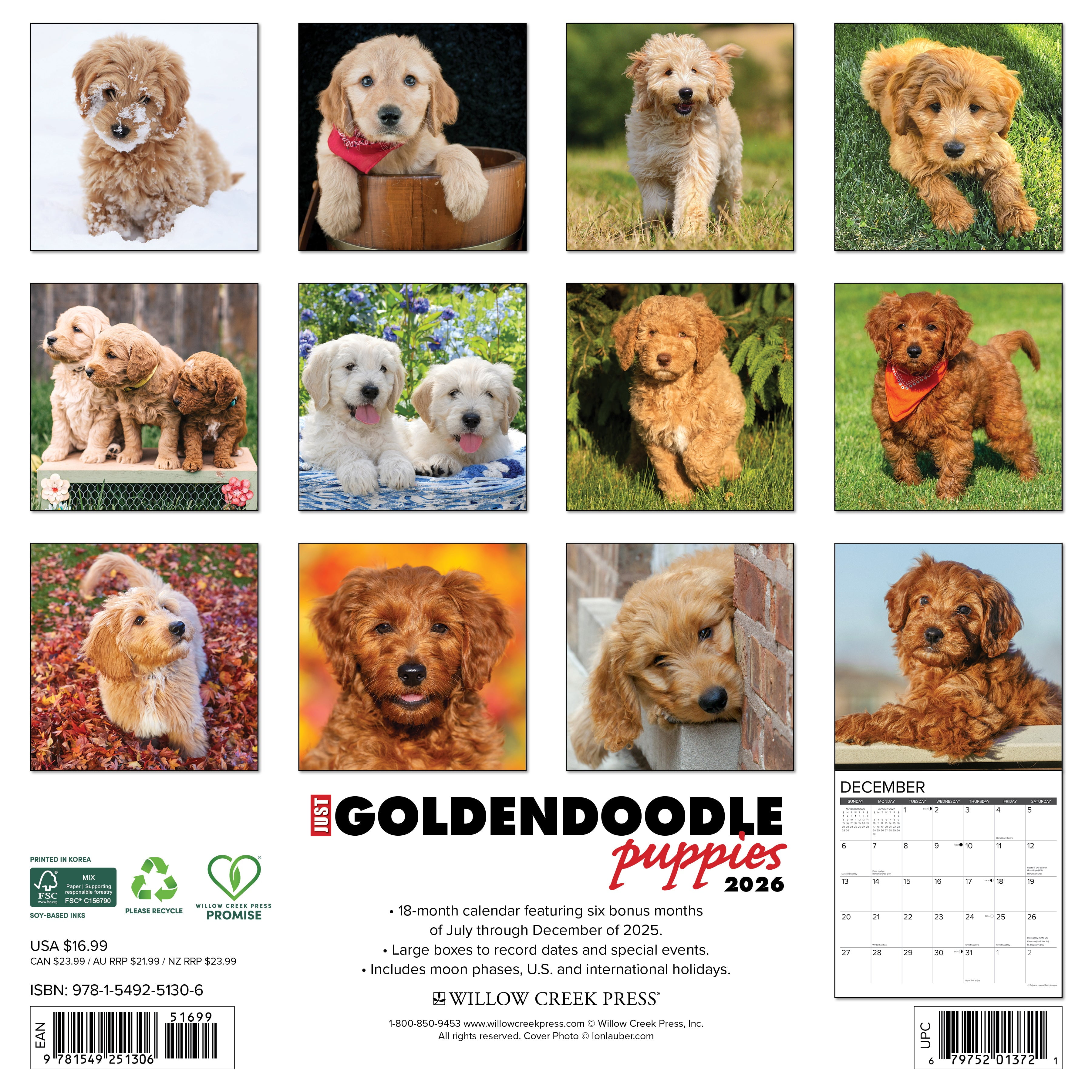 Goldendoodle Puppies 2026 12 X 12 Wall Calendar, (Hardcover)