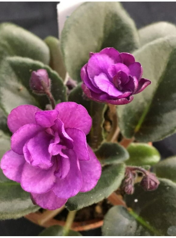 African Violet Plant- "LE Nika"