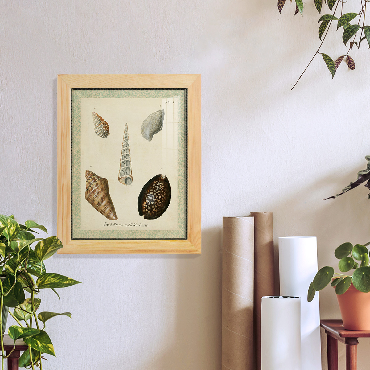 Bookplate Shells IX - Framed Print w/glass - Natural Wood