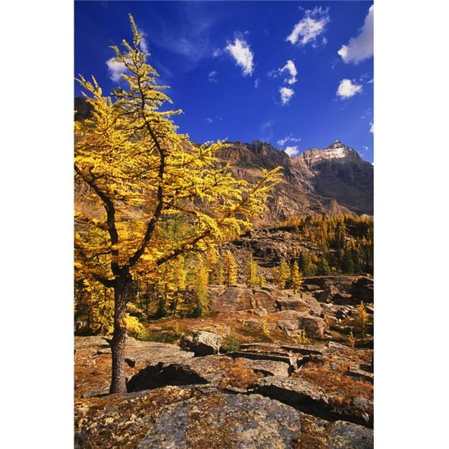 A Larch Tree Poster Print - 22 x 34 in. - Large