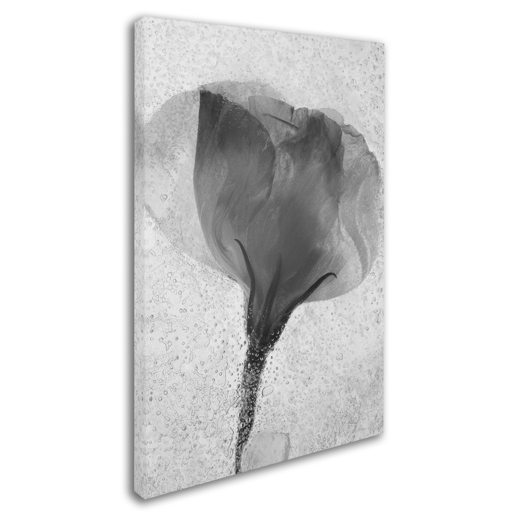 Trademark Fine Art "Flowers on Ice BW-2" Canvas Art by Moises Levy