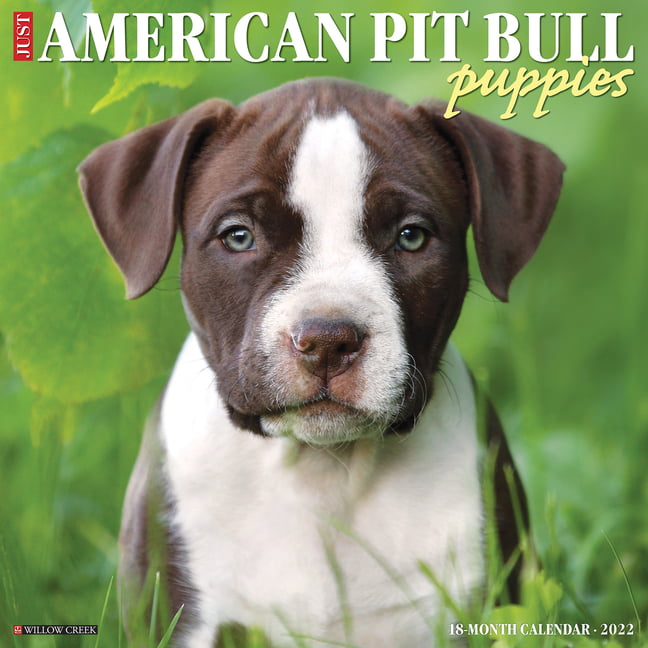 2021 Pit Bulls Wall Calendar by Bright Day 12 x 12 Inch Cute Dog Puppy