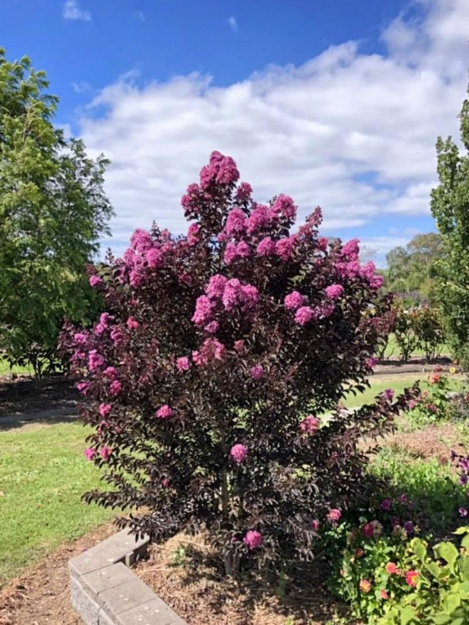 Black Diamond Blooms 1-1.5 ft tall Lavender Lace Crape Myrtle Live Tree in 1-Gallon Grower Pot