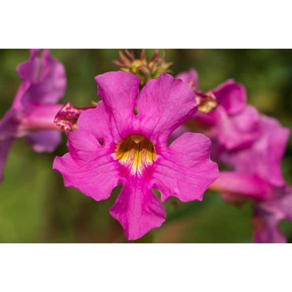 10 Cheron PINK HARDY GLOXINIA Incarvillea Delavayi Flower Seeds