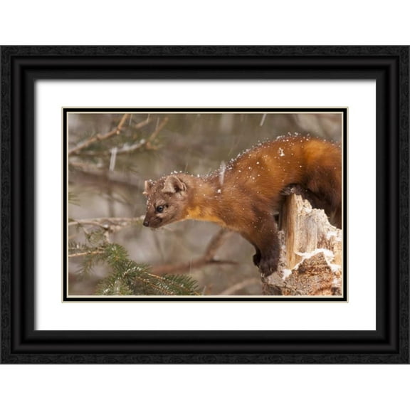 Illg, Cathy and Gordon 32x23 Black Ornate Wood Framed with Double Matting Museum Art Print Titled - USA, Montana Pine marten, Martes americana