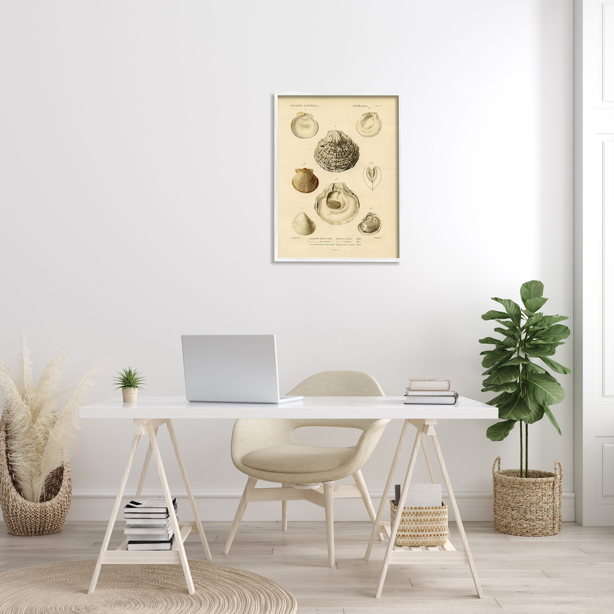 Stupell Industries Vintage Sea Shell Latin Study Marine Chart, 24 x 30, Designed by Daphne Polselli