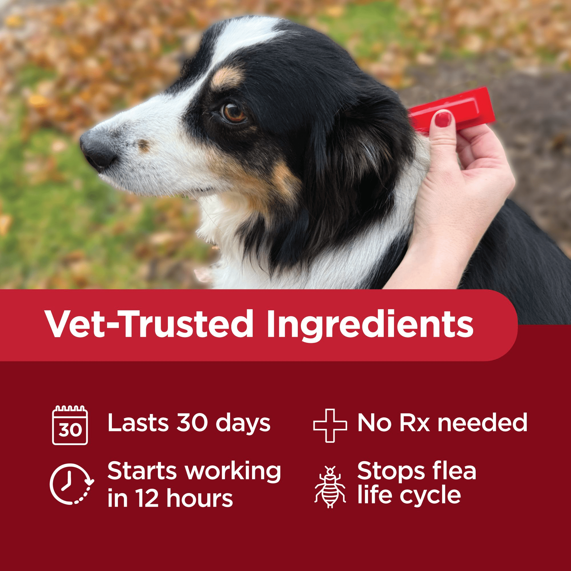 Activate II Flea and Tick Prevention for Dogs, 4 Count, Large Dogs 21-55 lbs, Topical Drops, 4 Months Flea Treatment