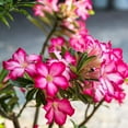 thumbnail image 3 of 1 Live Desert Rose, Pink Flowering Succulent Tree, Perennial Outdoor Plant, 3 of 7