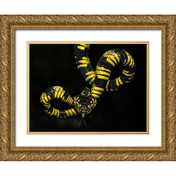 Tantoyensen 18x15 Gold Ornate Wood Framed with Double Matting Museum Art Print Titled - Alpha