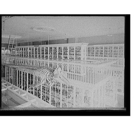 Historic Print, [Whale skeleton and bird exhibits, East India Marine Hall, Peabody Museum of Salem, Salem, Mass.], 16" x 20"