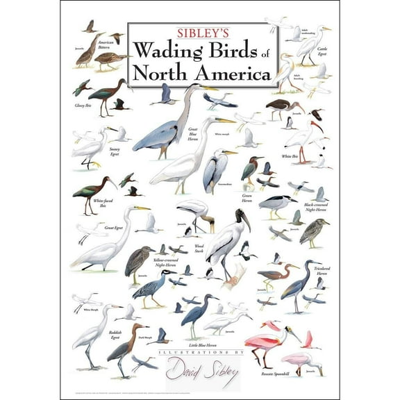 Sibley's Wading Birds North America - Poster Student Animal Poster Birthday Gift Children's Room Poster Bedroom Decor Office Decor Gifts