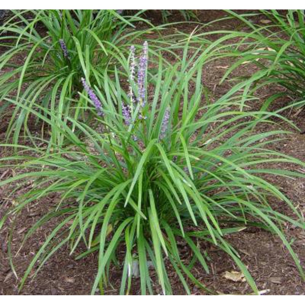 Classy Groundcovers Lily Turf 'Majestic' Lilyturf, Border Grass