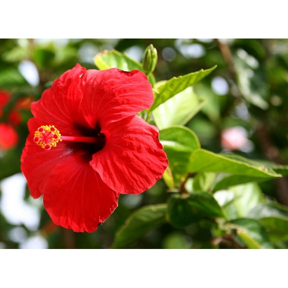 Red Live Hibiscus Plant Shrub Cutting 1 PK (Cutting 3"-6" Long Unrooted) Full Sun