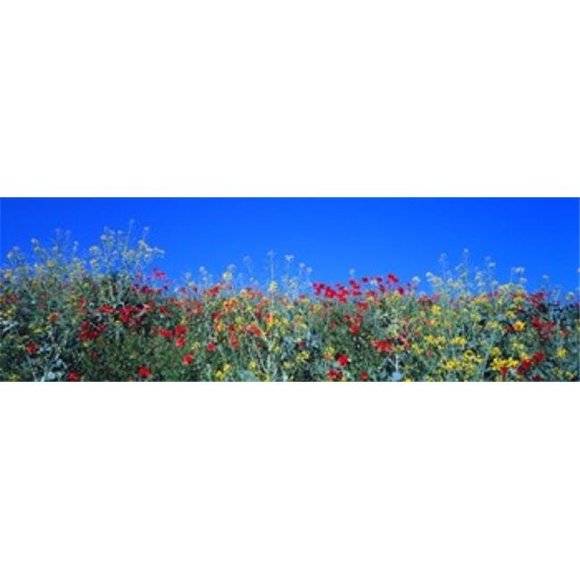 Panoramic Images PPI31673L Poppy field Tableland N Germany Poster Print by Panoramic Images - 36 x 12