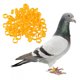 thumbnail image 2 of 100 anillos de identificación para aves, palomas, loros y aves (amarillos), 2 of 5