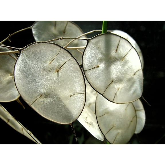 Money Plant Seeds for Planting - 50 Seeds - Lunaria Biennis - Honesty Plant, Grow Silver Dollars