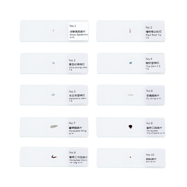 MasteelfCA 10 PCS/Set Biology Sample Specimens Microscope Prepared Specimens Slides of Insects Plants Animals Glass Shows Samples