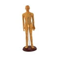 thumbnail image 2 of HILABEE Human Body Model Portable Color Coded Markings for Teaching Student Training Brown Male, 2 of 7