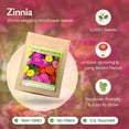 thumbnail image 4 of Created By Nature Zinnia Wildflower Seeds, 2,200+ Flower Seeds, Giant Zinnia Seeds, 4 of 6