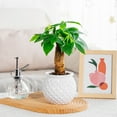 thumbnail image 5 of Sltwyw 2-Pack Clear Hydroponic Plant Pots Indoor - Self Watering Small Potted Planters for Desktop, Propagation Pots for Green Plants, 5 of 6
