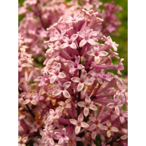 Seedville 30 Pink Lilac Plant Seeds, Fragrant