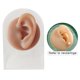 thumbnail image 2 of Modelos humanos Sensaciones suaves prácticas Modelado de silicona Textura delicada oreja izquierda con soporte, 2 of 8