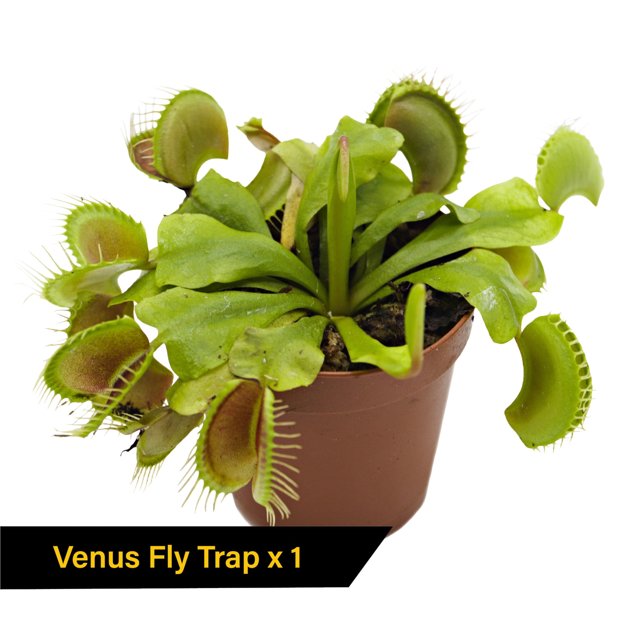 ReptiCulture Carnivorous Plant Bundle