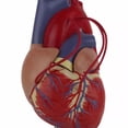 thumbnail image 3 of MOMOJIA Human Heart Anatomy Model for Cardiology Study Demonstrating Heart Bypass, 3 of 8