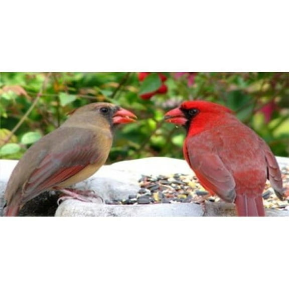 212 Main LPO588 Two Cardinals on Birdfeeder Photo License Plate