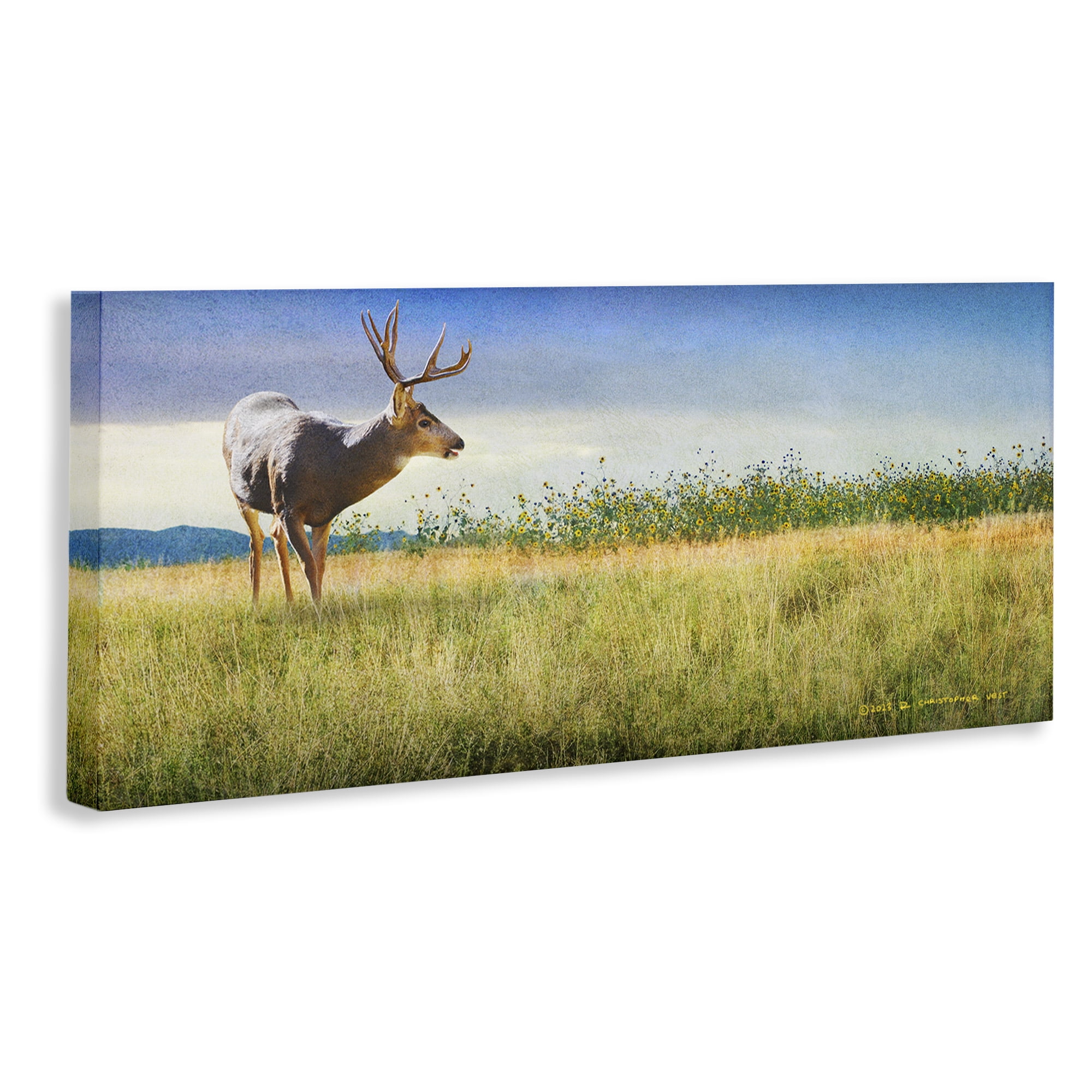 Stupell Industries Buck Deer in Field Landscape & Nature Photography Wrapped Canvas Art Print Wall Art, 48 x 20