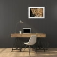 thumbnail image 3 of Jimmyz 14x11 White Modern Wood Framed Museum Art Print Titled - Cheetah Stare, 3 of 4