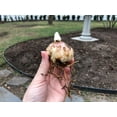 4 BulbsLily Bulbs, Seasonal Flowers, Aromatic Plants, Fresh Air，Lily