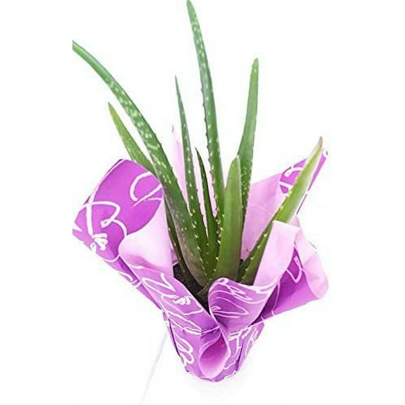 Aloe Vera - Medicine Plant - Gift - Plant Miracle Plant 4" Pot Wrapped Unique From Jmbamboo