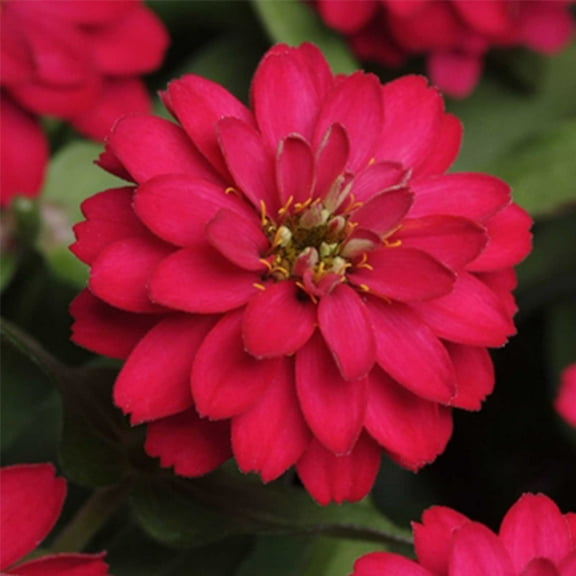 Zahara Series Zinnia Flower Double Cherry ~10 Seeds – Annual, Compact 12–18" Plants, 50–60 Days to Bloom – Heat & Disease Resistant – Indoor/Outdoor Garden Use – Mixed Colors – AAS Winner – Non-GMO