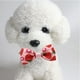 thumbnail image 4 of Collar para perros con pajarita desmontable Collar para perros collar para perros ajustable, 4 of 5