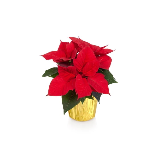 Green Circle Growers 6 Inch Poinsettia Live Plant in Decorative Pot