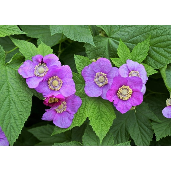 20 PURPLE FLOWERING RASPBERRY Thornless Edible Rubus Odoratus Fruit Berry Seeds