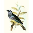 thumbnail image 2 of Unknown 19x24 White Modern Wood Framed Museum Art Print Titled - On Perch VIII, 2 of 4